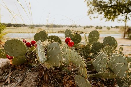 cactus-pain